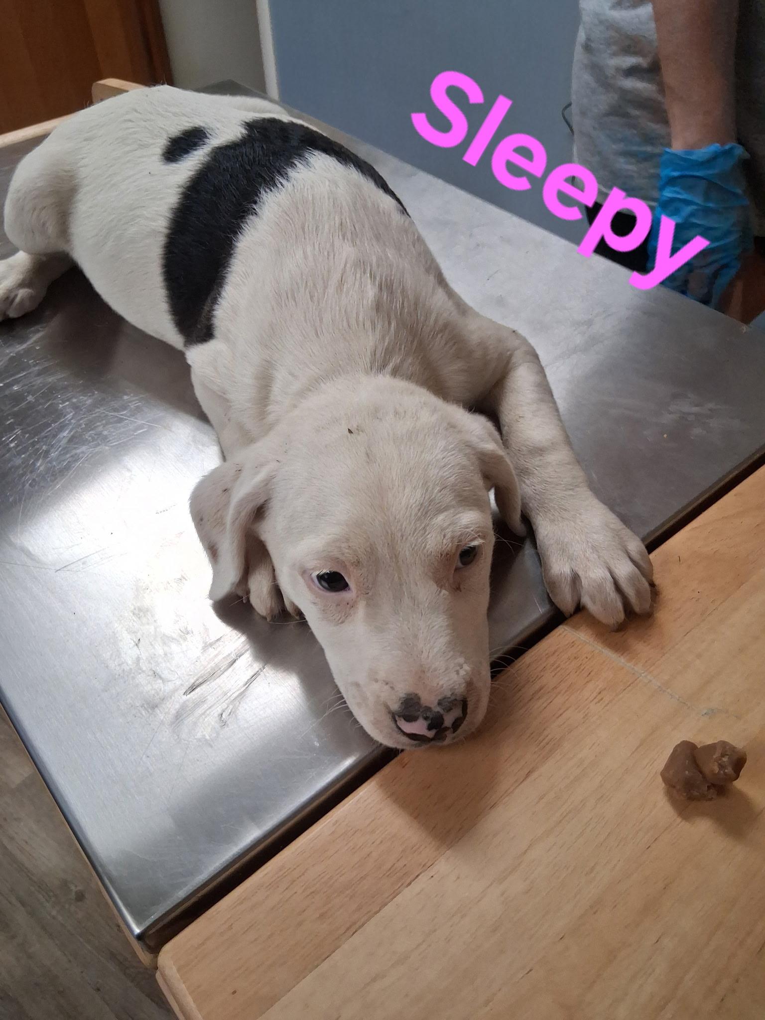 Sleepy, Adoptable, Puppy Female Pit Bull Terrier & Labrador Retriever.