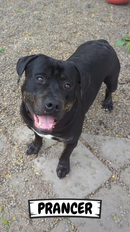 Prancer, a Adoptable mixed breed in Ashtabula, OH image 1/3