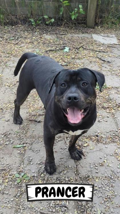 Prancer, a Adoptable mixed breed in Ashtabula, OH image 2/3