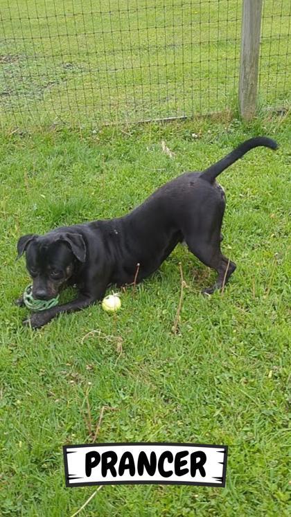Prancer, a Adoptable mixed breed in Ashtabula, OH image 3/3