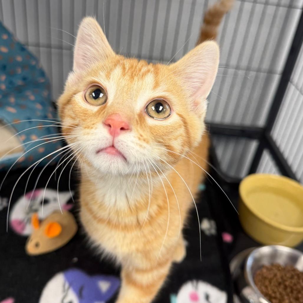 Shamrock — thumbnail 2