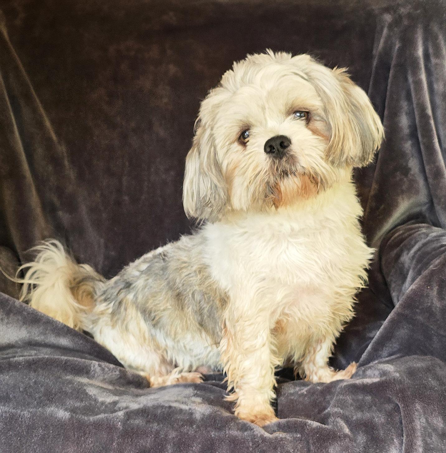 Mouthwatering Lil Mr Midas ~ Lhasa Tzu !