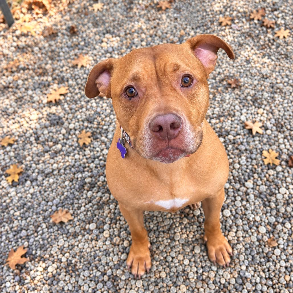 Mochi, Adoptable, Adult Male Mixed Breed.