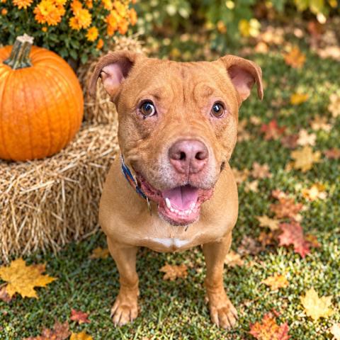 Enlarge Mochi, a Adoptable Mixed Breed in Hopkinton, MA image 3/6