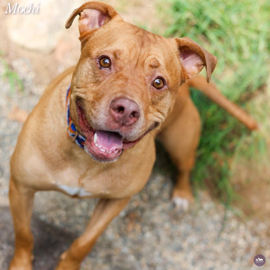 Enlarge Mochi, a Adoptable Mixed Breed in Hopkinton, MA image 4/6