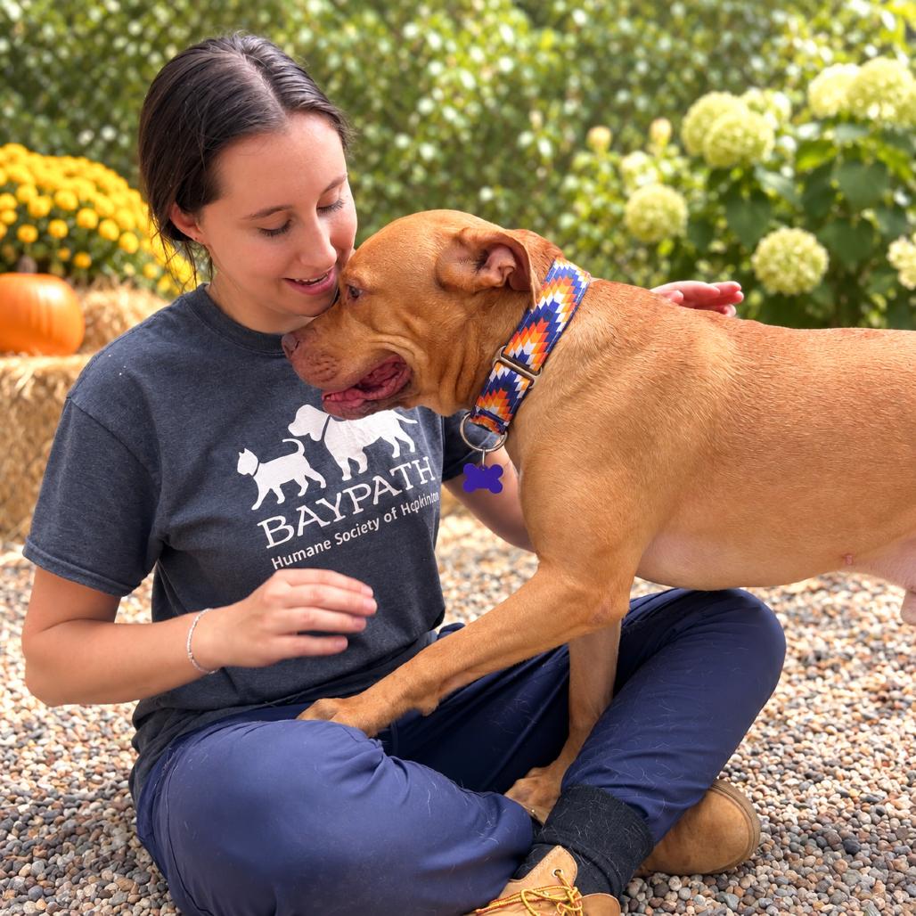 Enlarge Mochi, a Adoptable Mixed Breed in Hopkinton, MA image 5/6