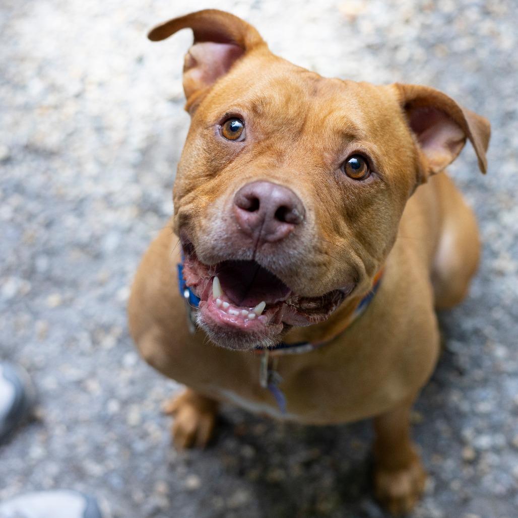 Enlarge Mochi, a Adoptable Mixed Breed in Hopkinton, MA image 6/6