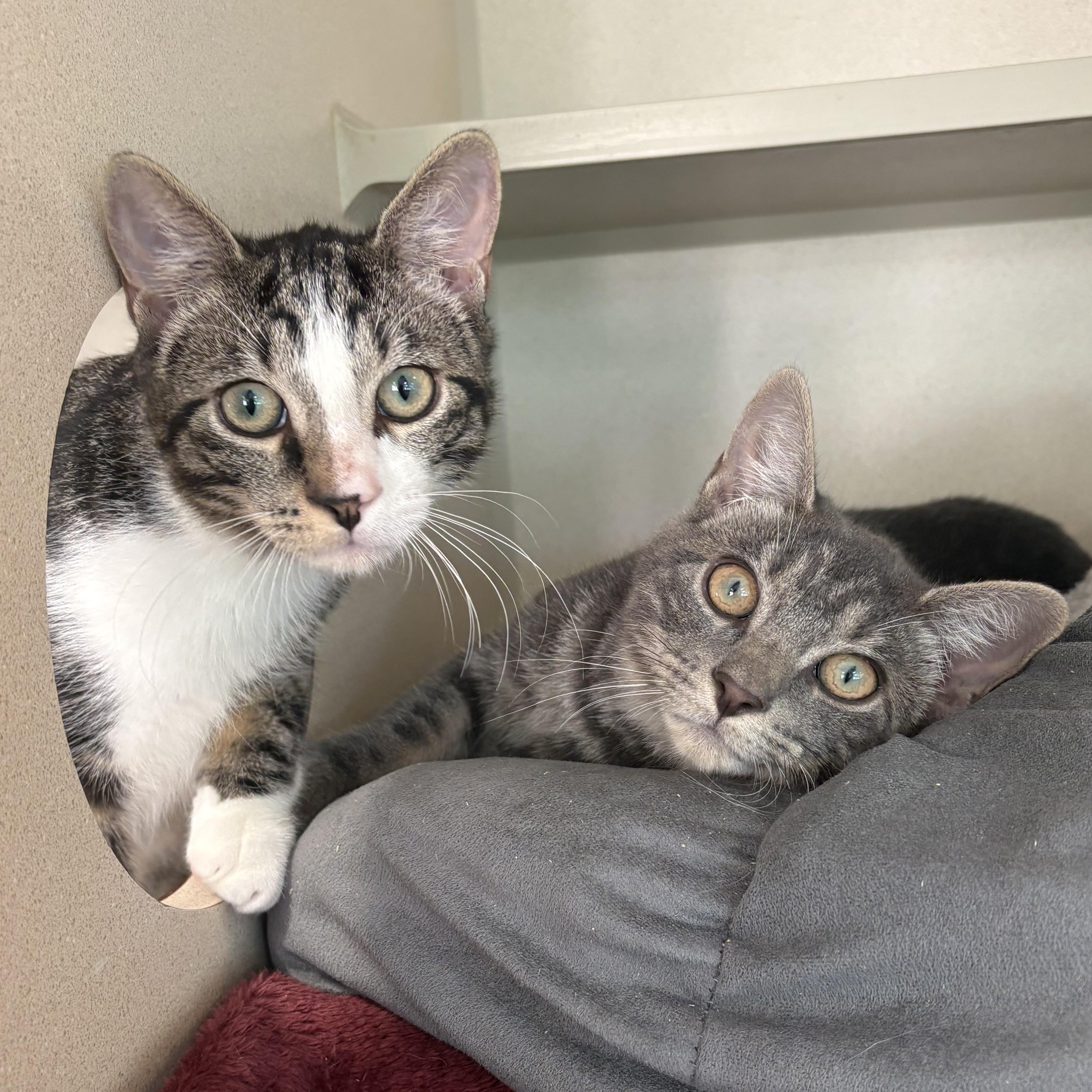 Acadia & Yosemite, Adoptable, Kitten Male Domestic Short Hair.
