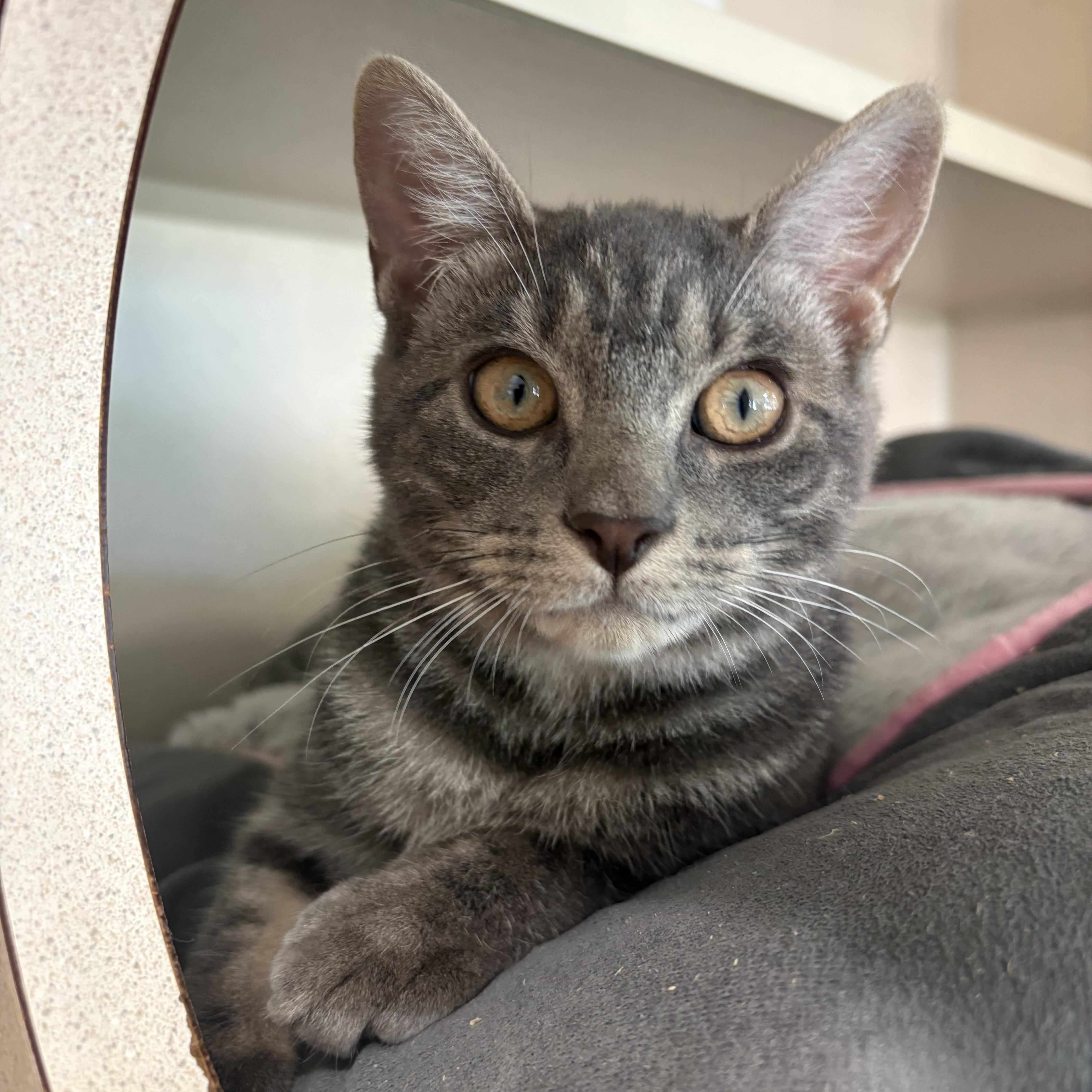 Enlarge Acadia & Yosemite, a Adoptable Domestic Short Hair in Eatontown, NJ image 2/6