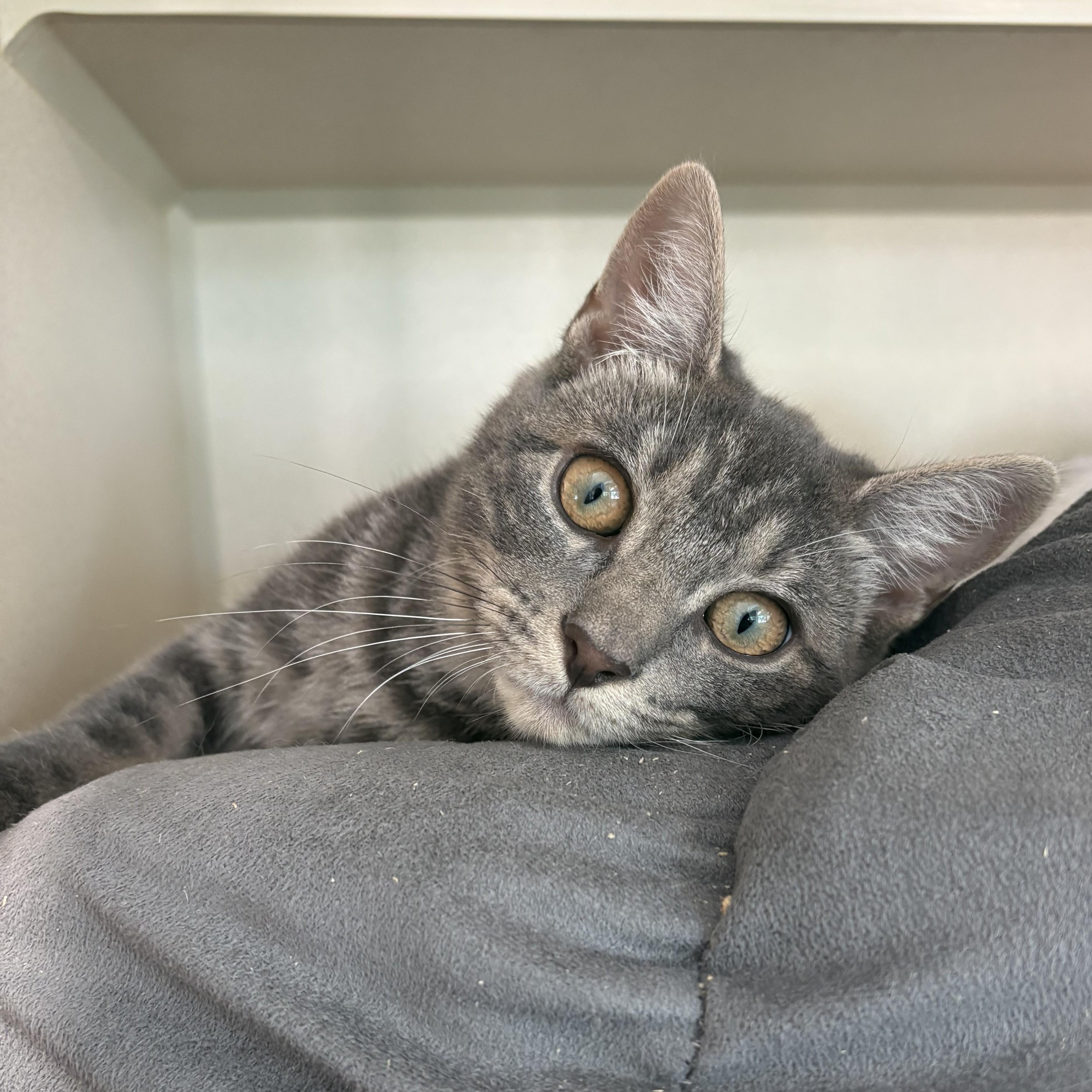 Enlarge Acadia & Yosemite, a Adoptable Domestic Short Hair in Eatontown, NJ image 5/6
