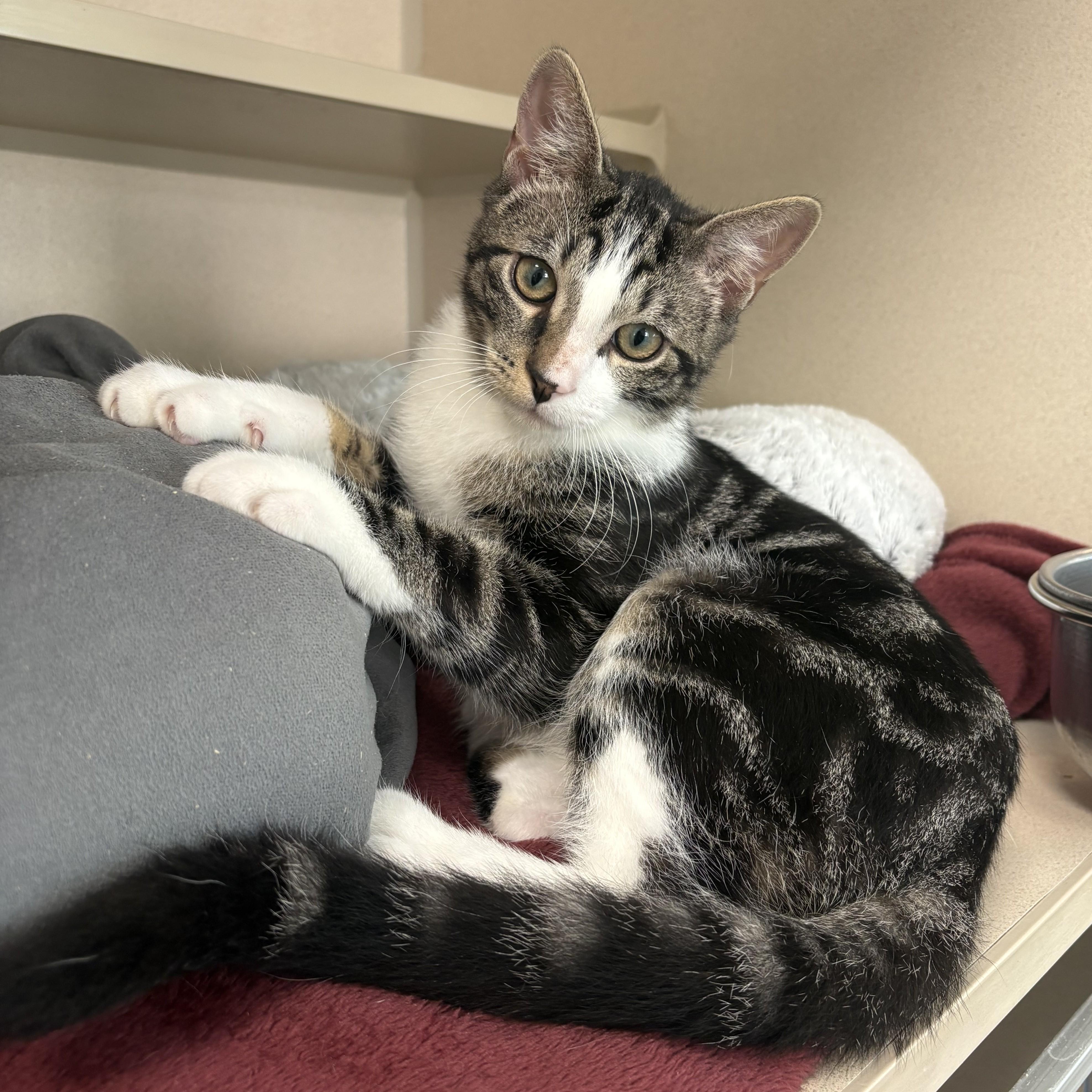 Enlarge Acadia & Yosemite, a Adoptable Domestic Short Hair in Eatontown, NJ image 6/6