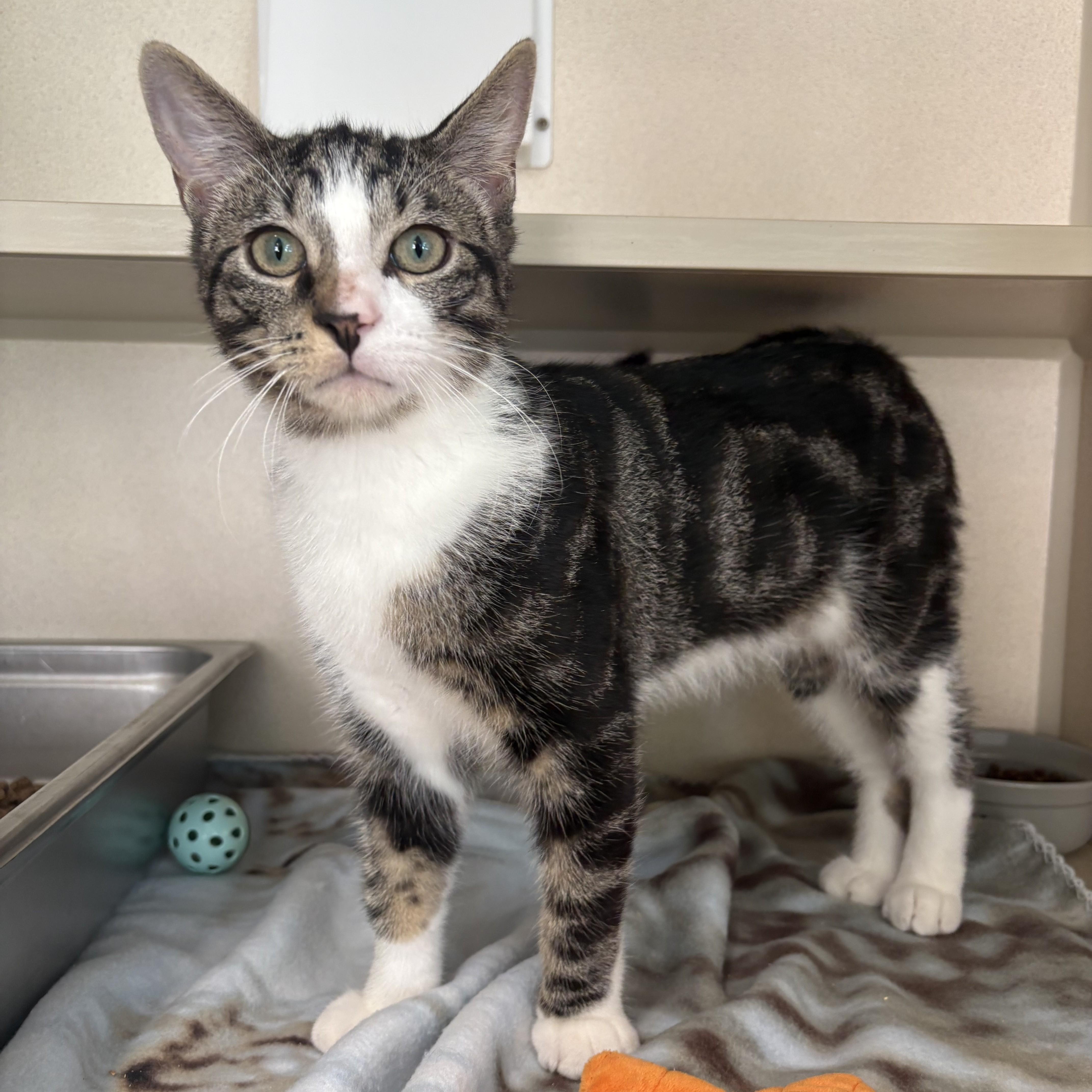 Enlarge Acadia & Yosemite, a Adoptable Domestic Short Hair in Eatontown, NJ image 3/6