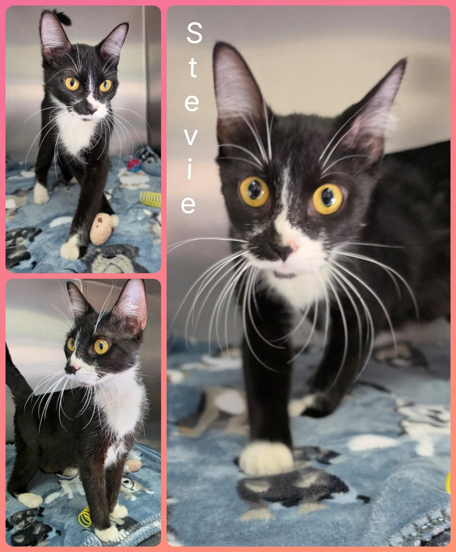 Enlarge Stevie, a ADOPTABLE mixed breed in Universal City, TX image 1/1