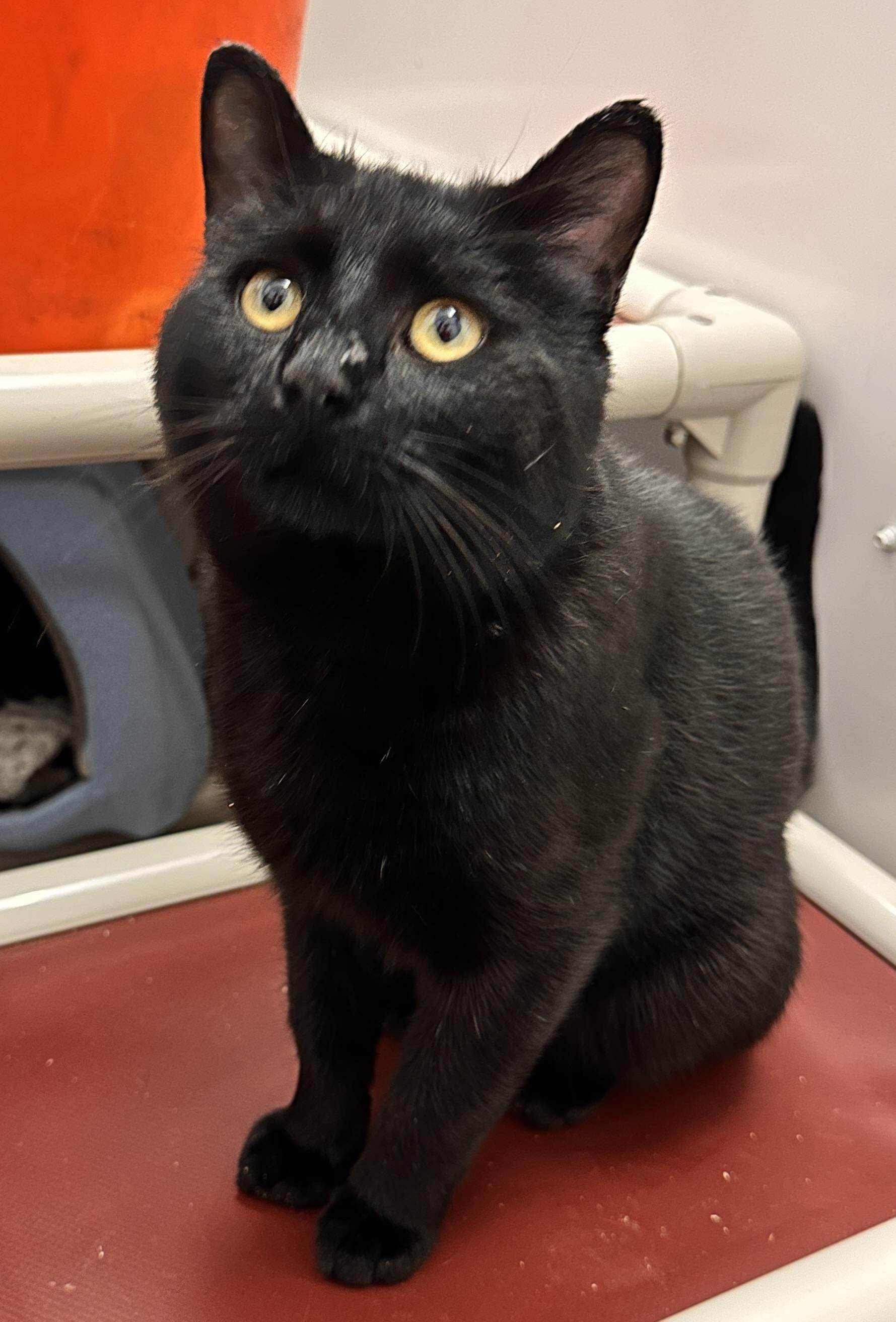 Dexter - AT Pet Valu store in Meadow Lake