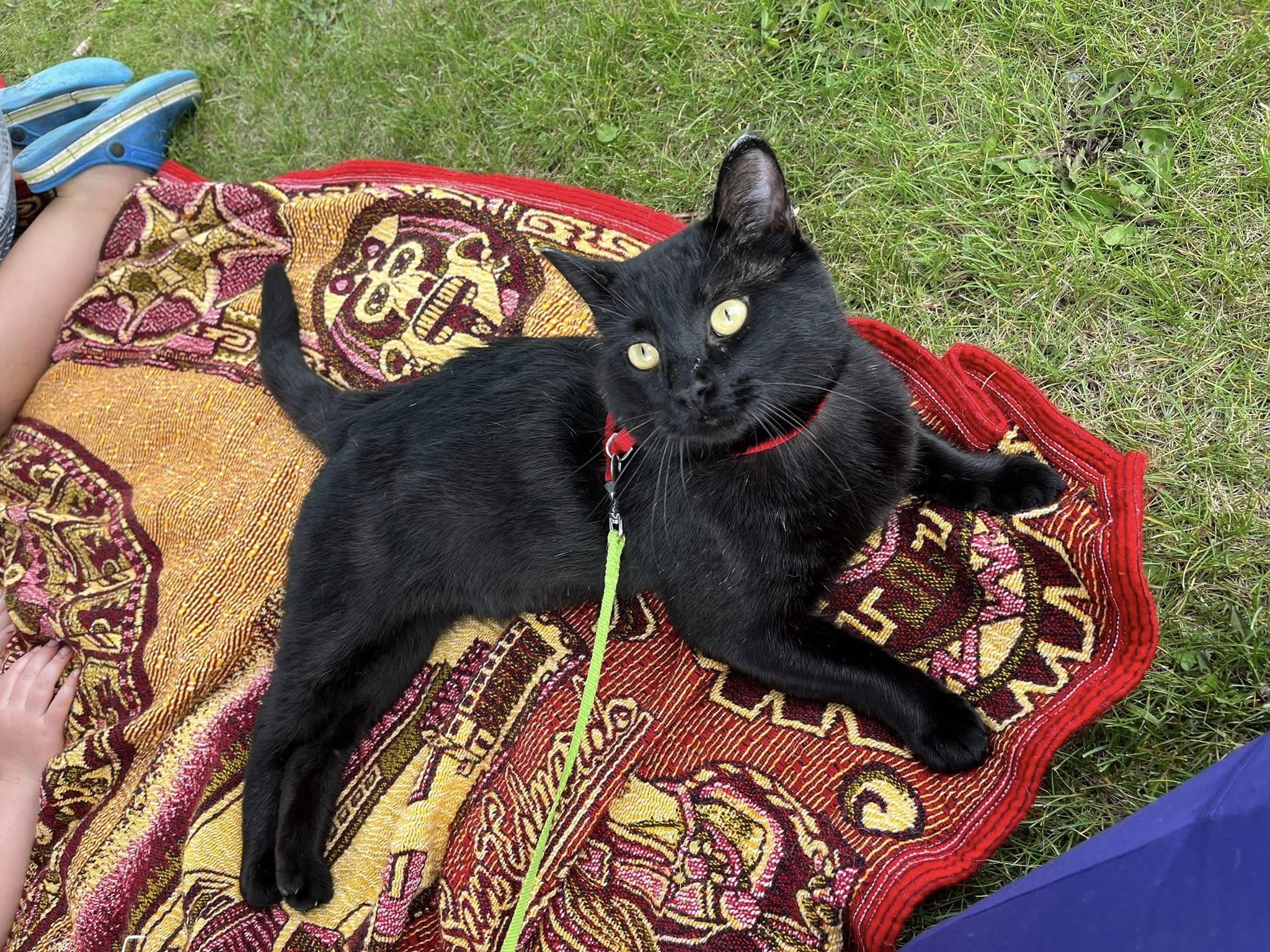 Dexter - AT Pet Valu store in Meadow Lake
