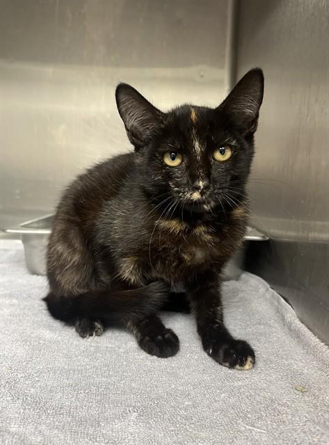 QUINN, Adoptable, Young Female Domestic Short Hair.