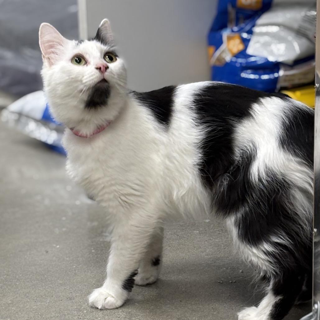 Huckleberry Pie, Adoptable, Adult Female Domestic Medium Hair.