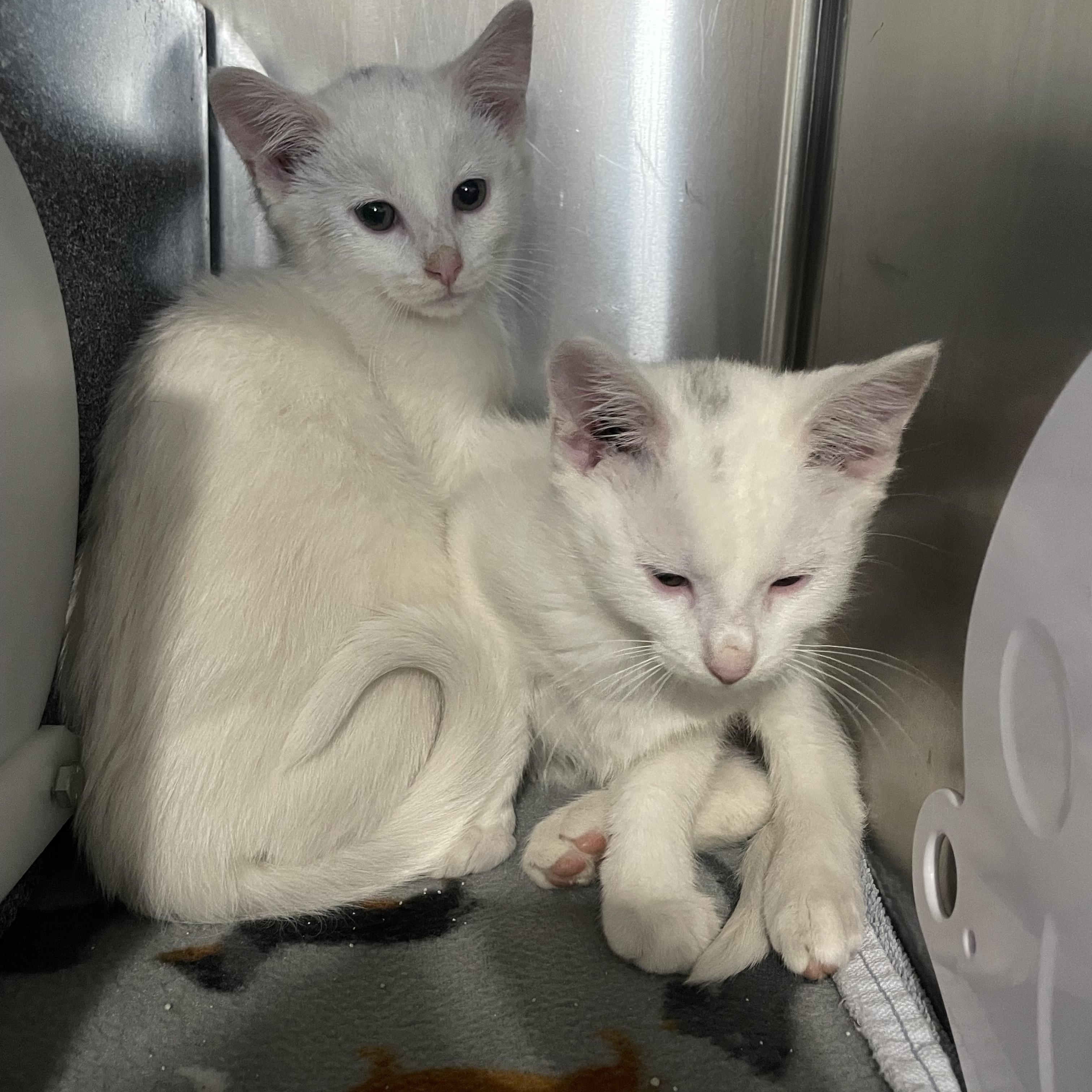 Arcade, adopted, Kitten Male Domestic Short Hair.