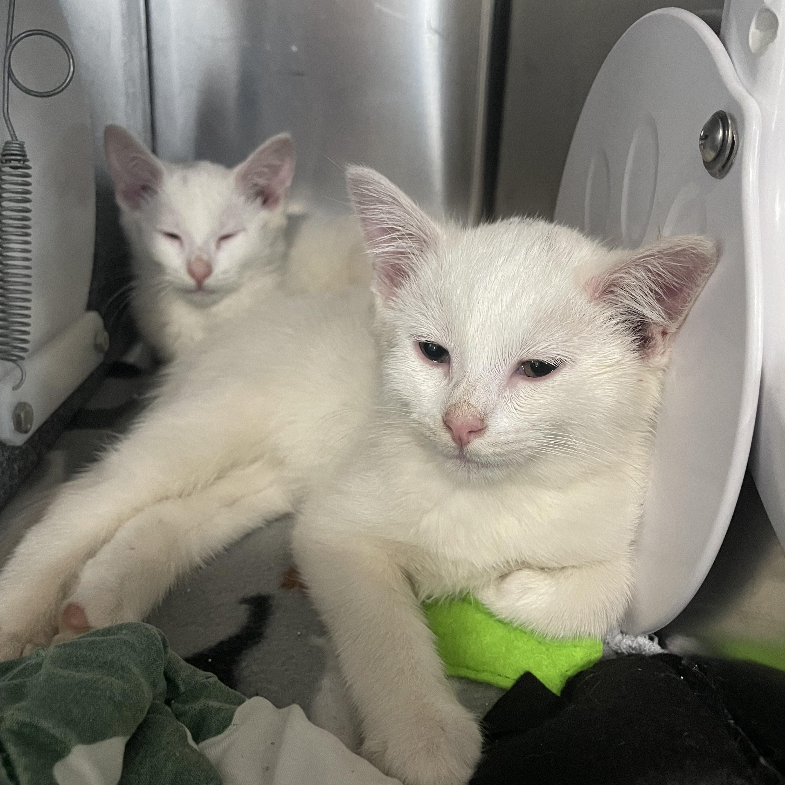 Enlarge Arcade, an adopted Domestic Short Hair in Greenback, TN image 3/3