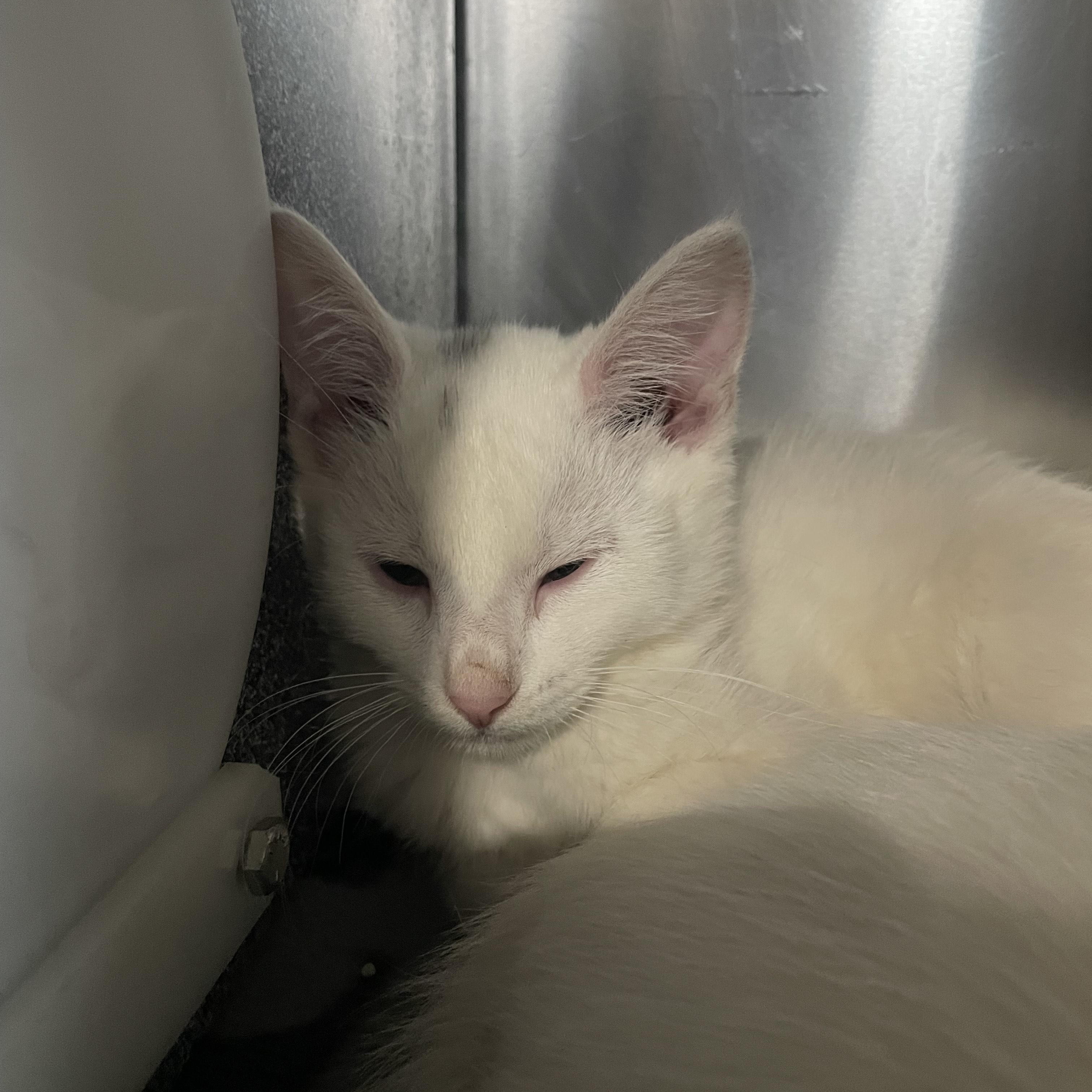 Enlarge Arcade, an adopted Domestic Short Hair in Greenback, TN image 2/3