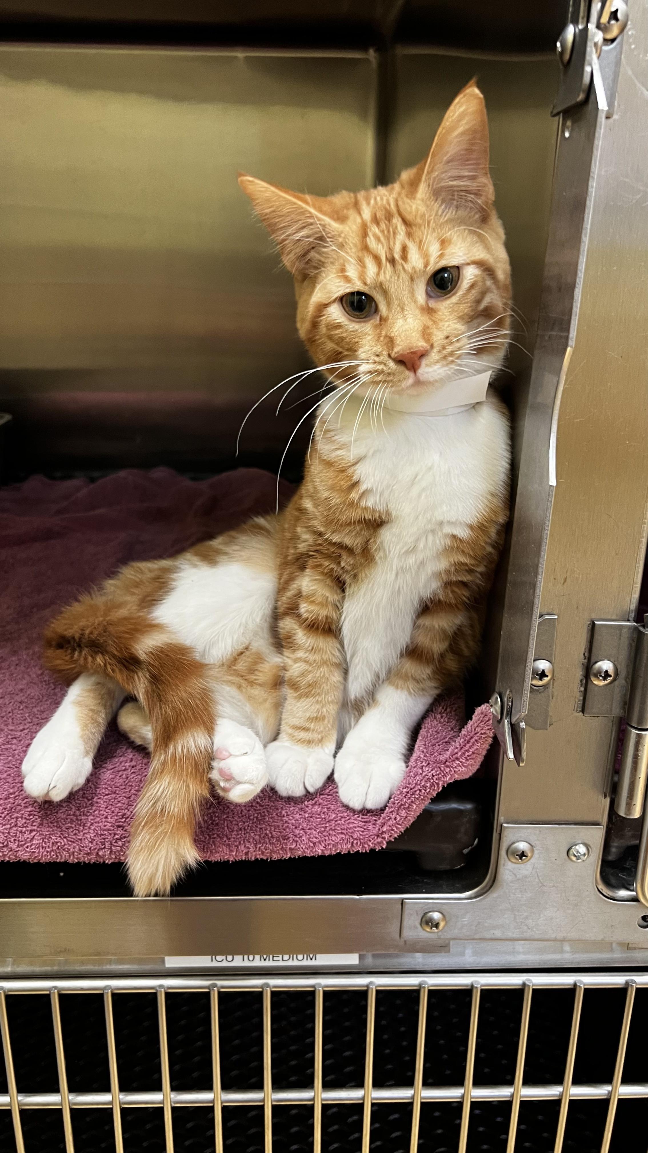 Enlarge Cheddar, an adopted Domestic Short Hair in Arlington Heights, IL image 1/1