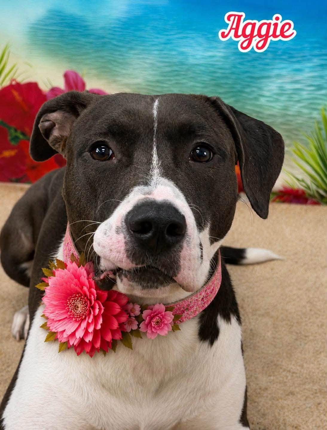 Aggie, Adoptable, Adult Female Mixed Breed.