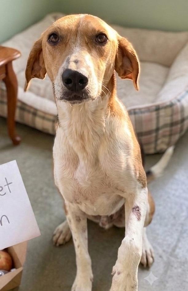 Biscuit, ADOPTABLE, Adult Male American Foxhound.