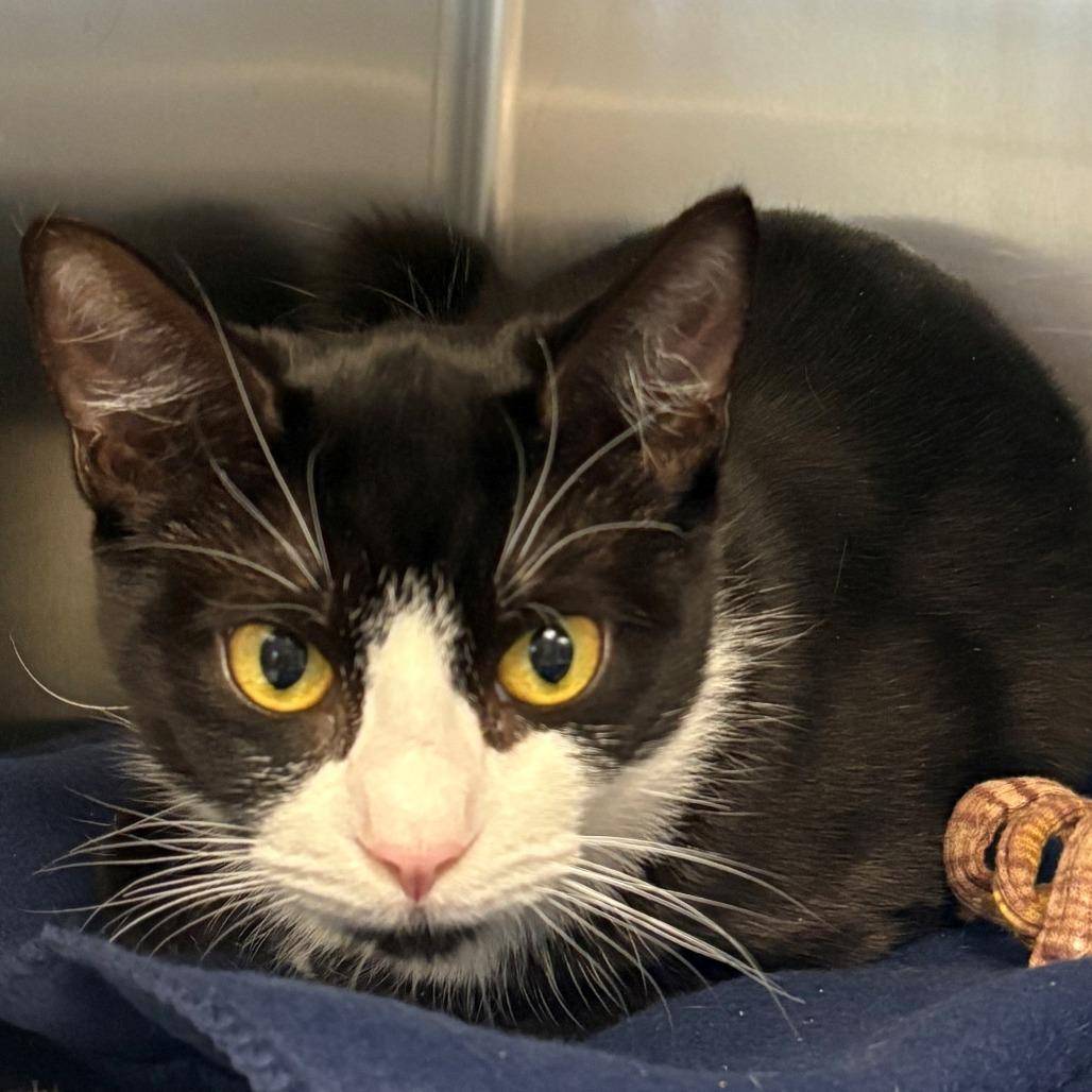 Dallas, Adoptable, Young Female Domestic Short Hair.