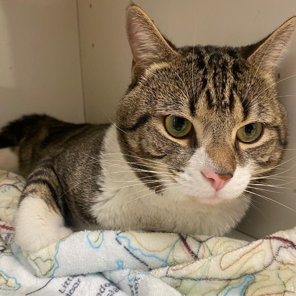 Mischief, a Adoptable mixed breed in Fall River, MA image 1/5