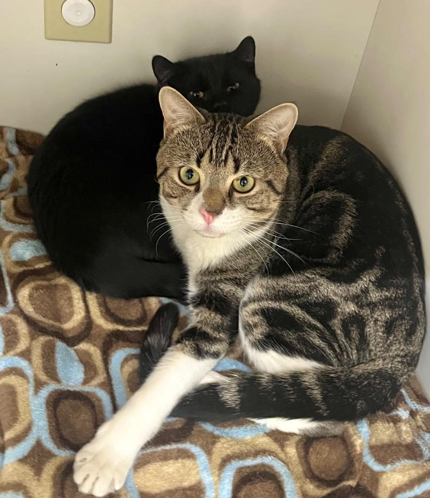 Mischief, a Adoptable mixed breed in Fall River, MA image 2/5