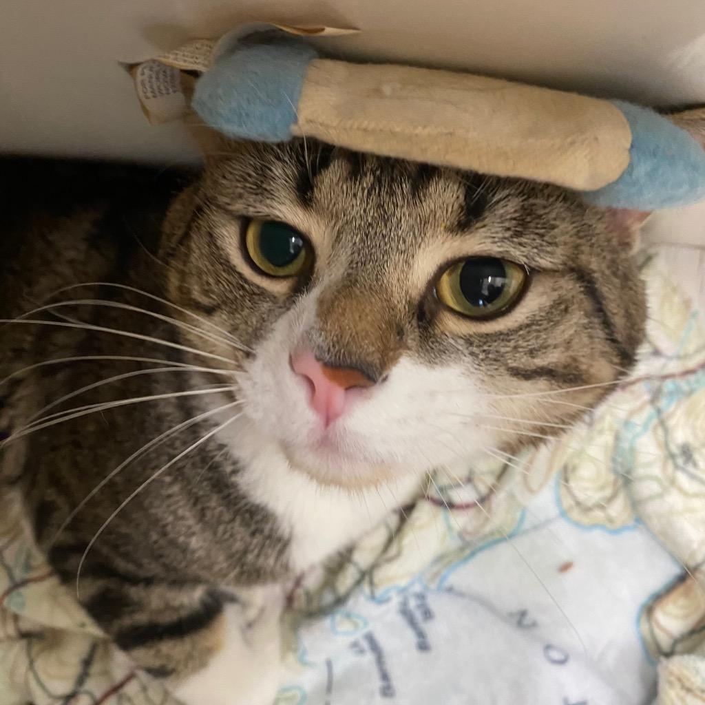 Mischief, a Adoptable mixed breed in Fall River, MA image 3/5