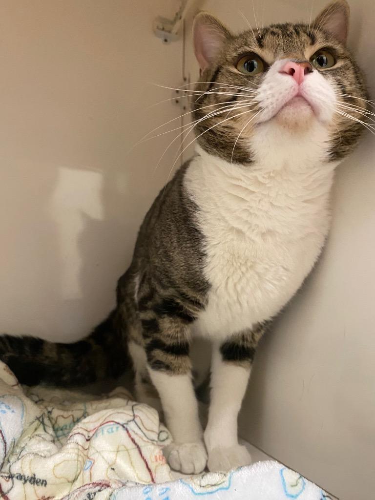 Mischief, a Adoptable mixed breed in Fall River, MA image 4/5