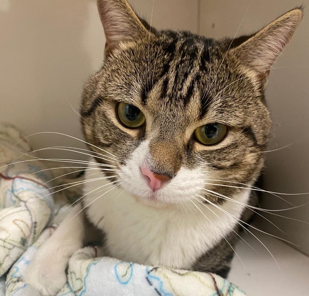 Mischief, a Adoptable mixed breed in Fall River, MA image 5/5