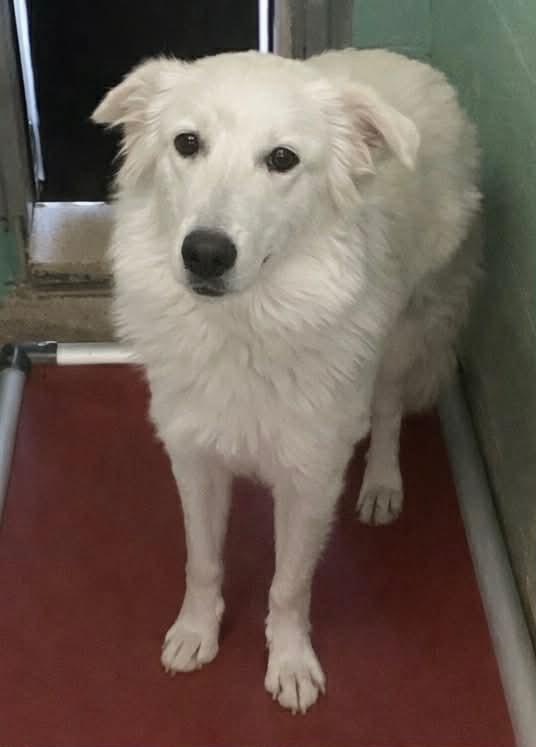 Lady, Adoptable, Young Female Great Pyrenees.