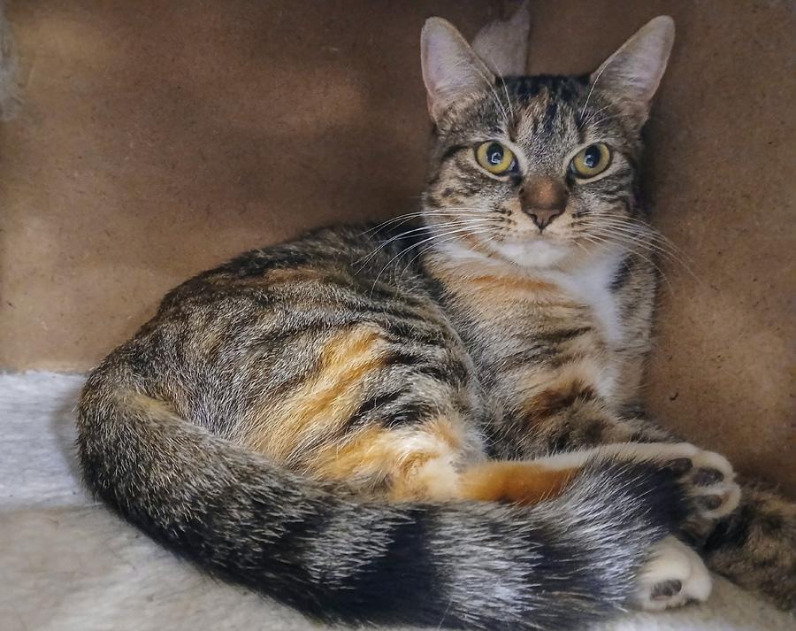 Enlarge Cookie, a ADOPTABLE Domestic Short Hair in Elmwood Park, NJ image 1/1