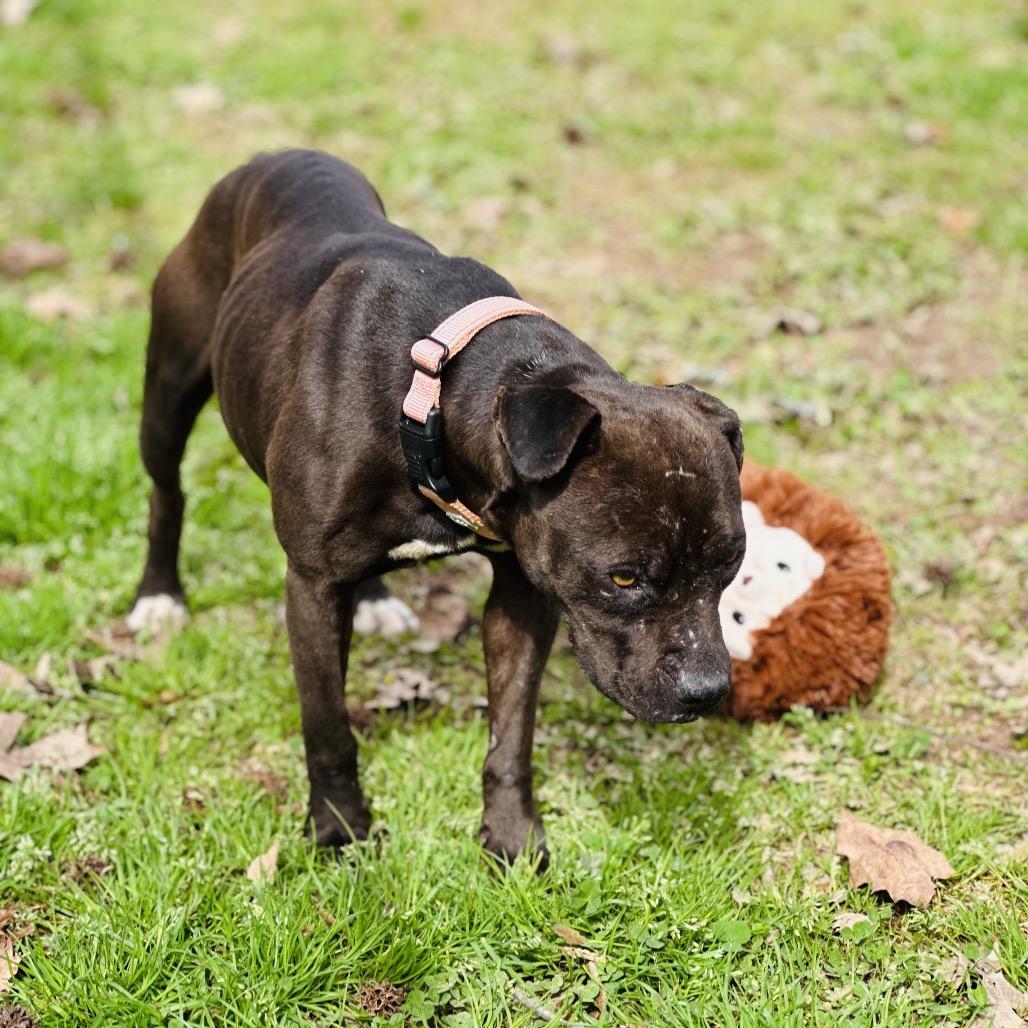 Enlarge Babygirl, a Adoptable Mixed Breed in Auburn, AL image 1/6