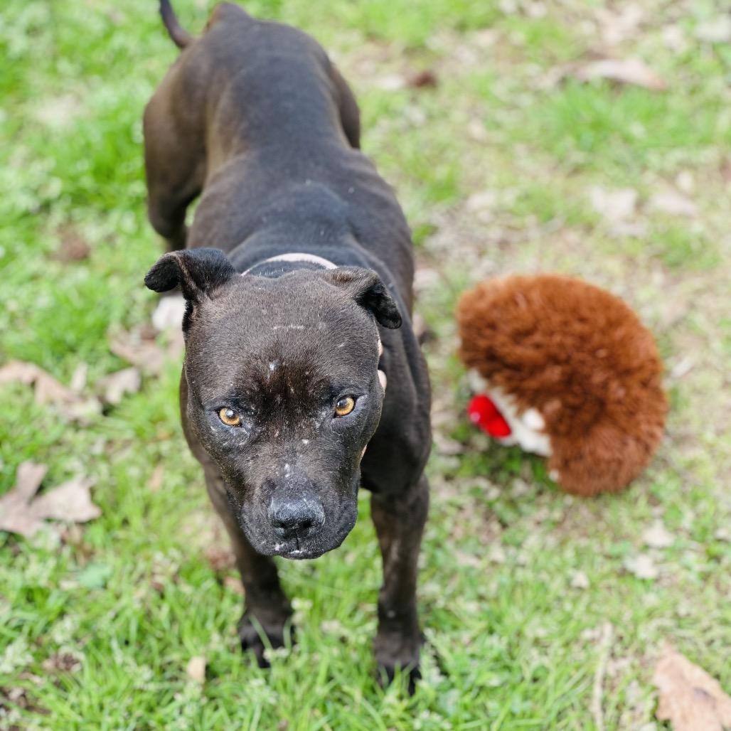 Enlarge Babygirl, a Adoptable Mixed Breed in Auburn, AL image 2/6