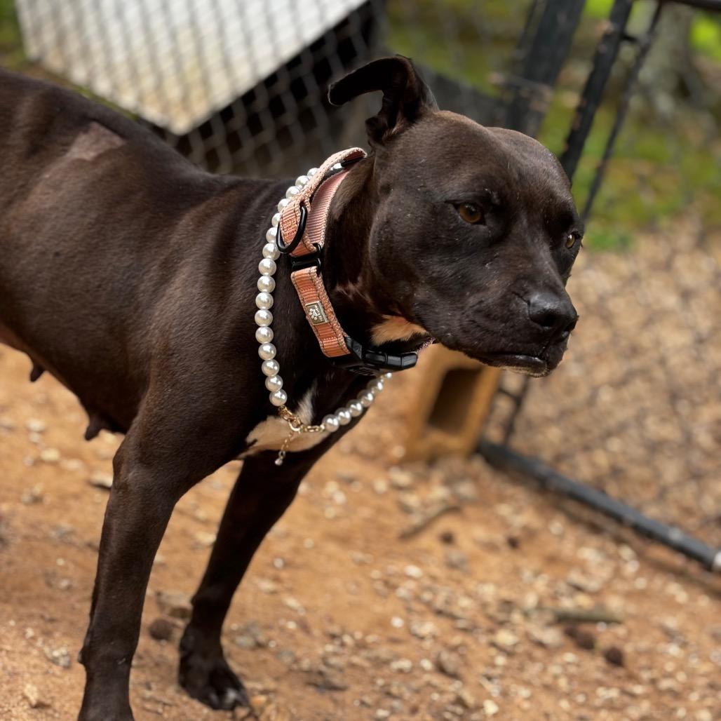 Enlarge Babygirl, a Adoptable Mixed Breed in Auburn, AL image 3/6