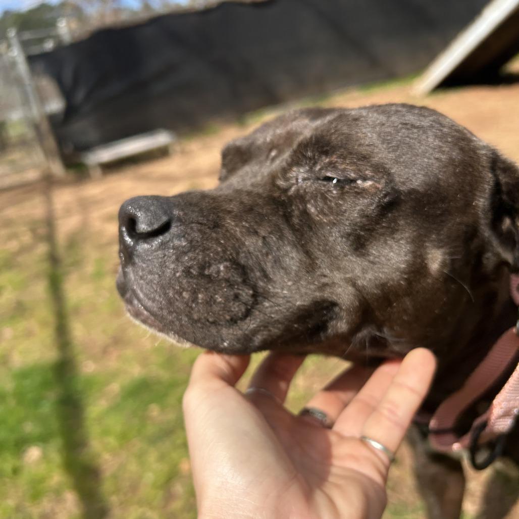 Enlarge Babygirl, a Adoptable Mixed Breed in Auburn, AL image 4/6