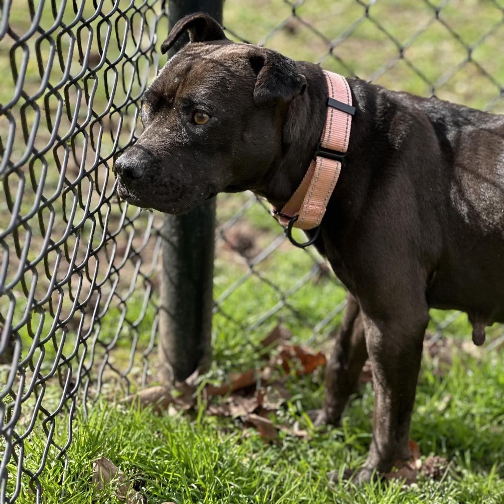 Enlarge Babygirl, a Adoptable Mixed Breed in Auburn, AL image 5/6