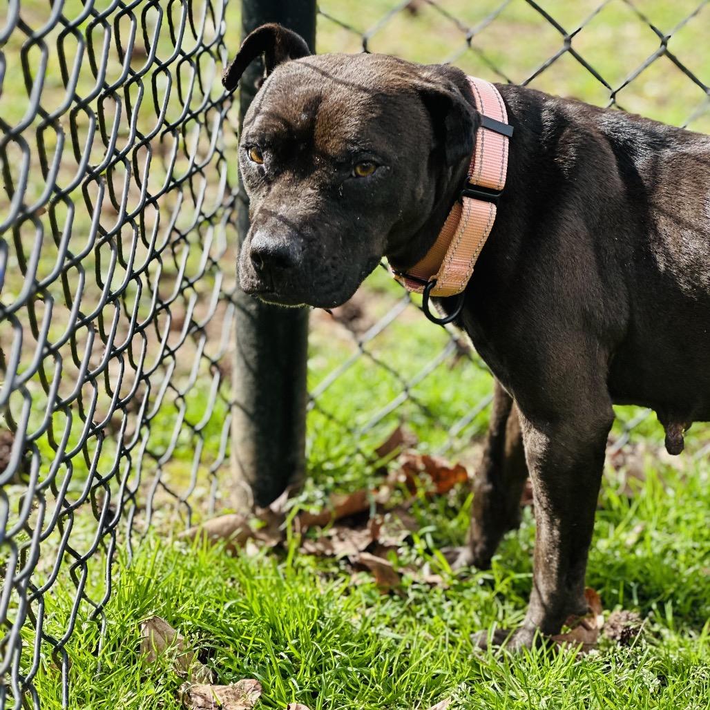 Enlarge Babygirl, a Adoptable Mixed Breed in Auburn, AL image 6/6
