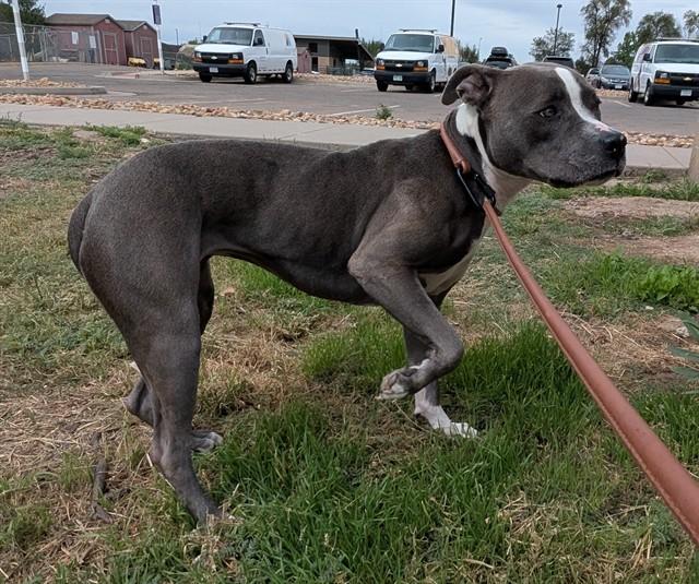 YOSHI, Adoptable, Adult Female Pit Bull Terrier & Mixed Breed.