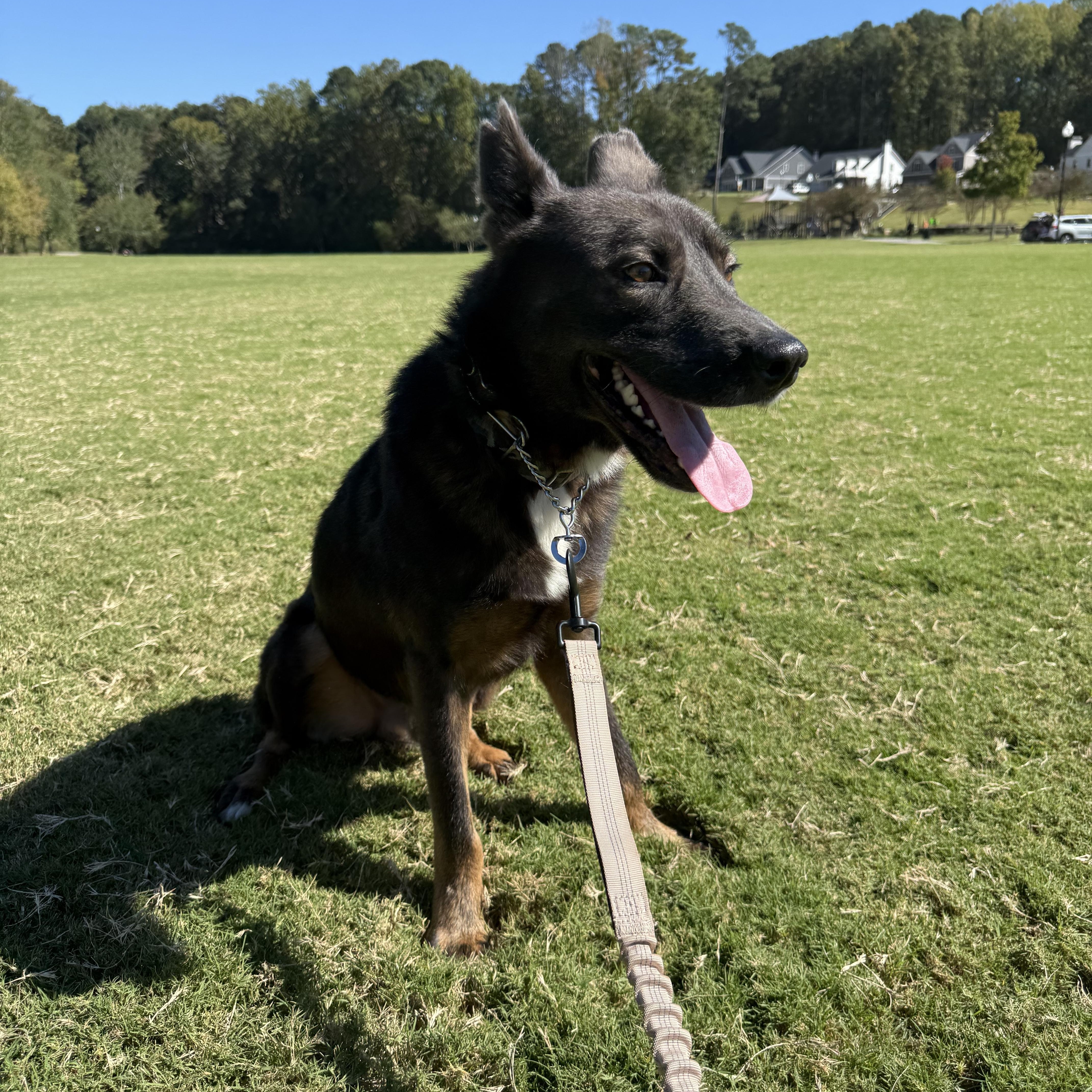 Enlarge Handsome, a Adoptable mixed breed in atlanta, GA image 6/6