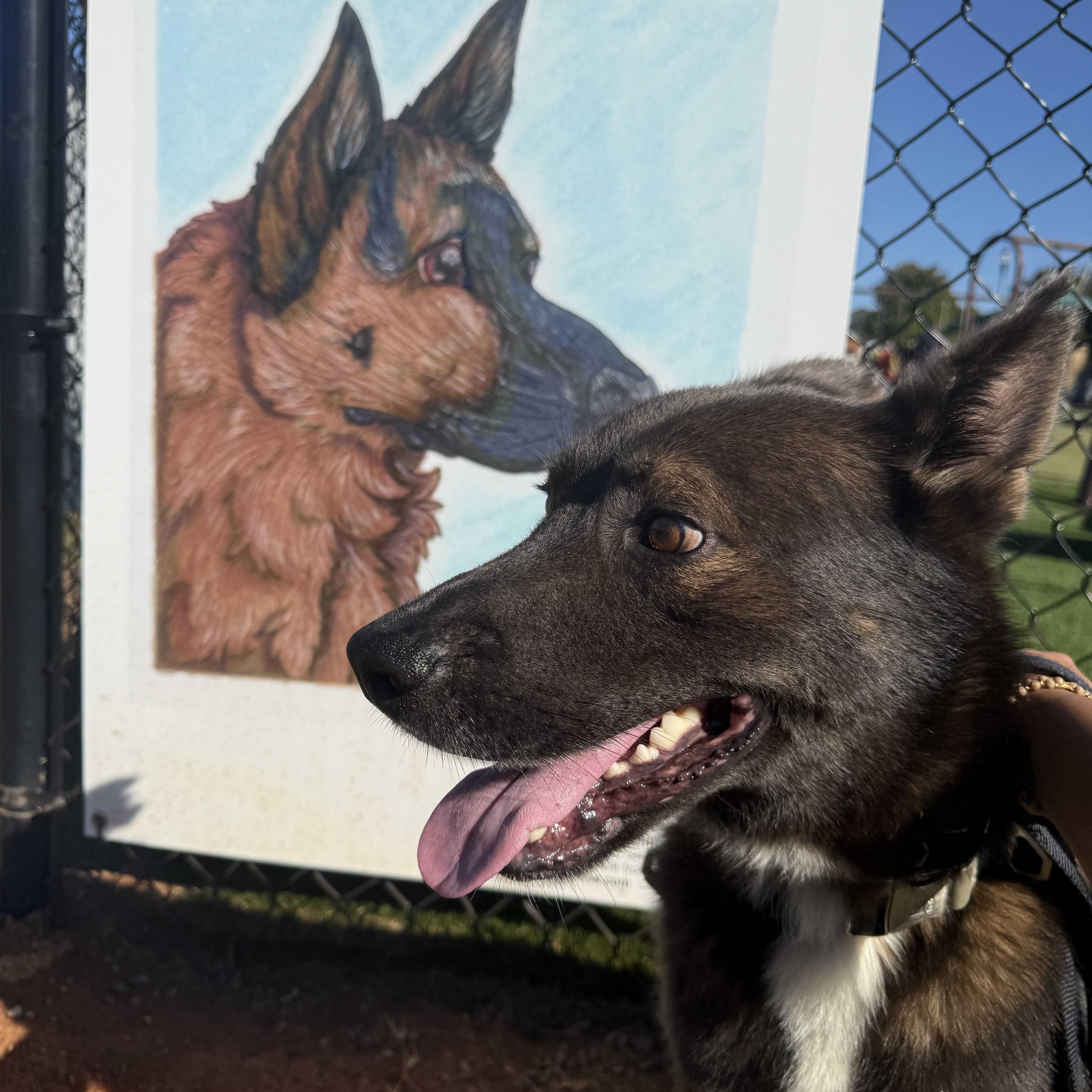 Enlarge Handsome, a Adoptable mixed breed in atlanta, GA image 5/6