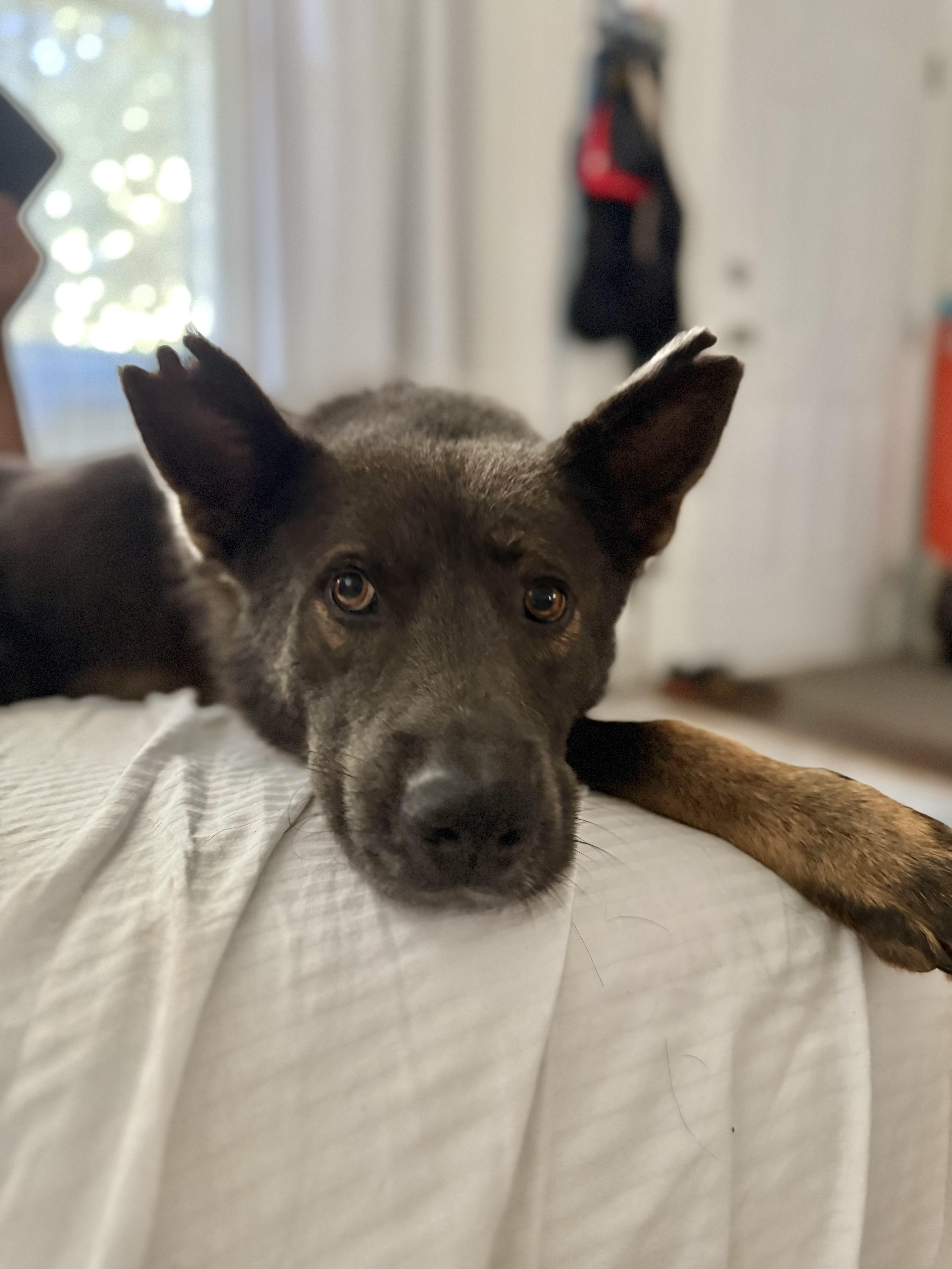 Enlarge Handsome, a Adoptable mixed breed in atlanta, GA image 3/6