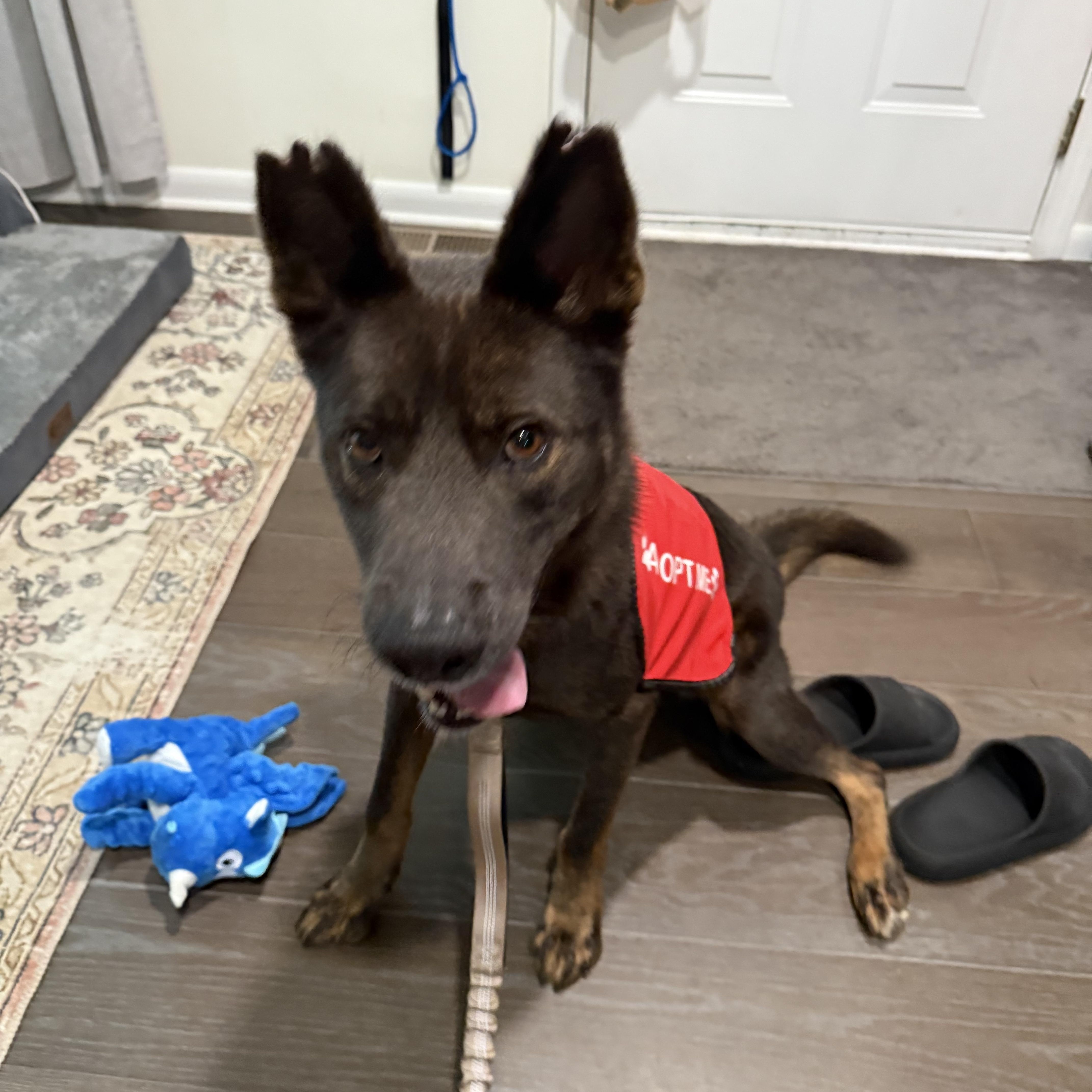 Enlarge Handsome, a Adoptable mixed breed in atlanta, GA image 4/6