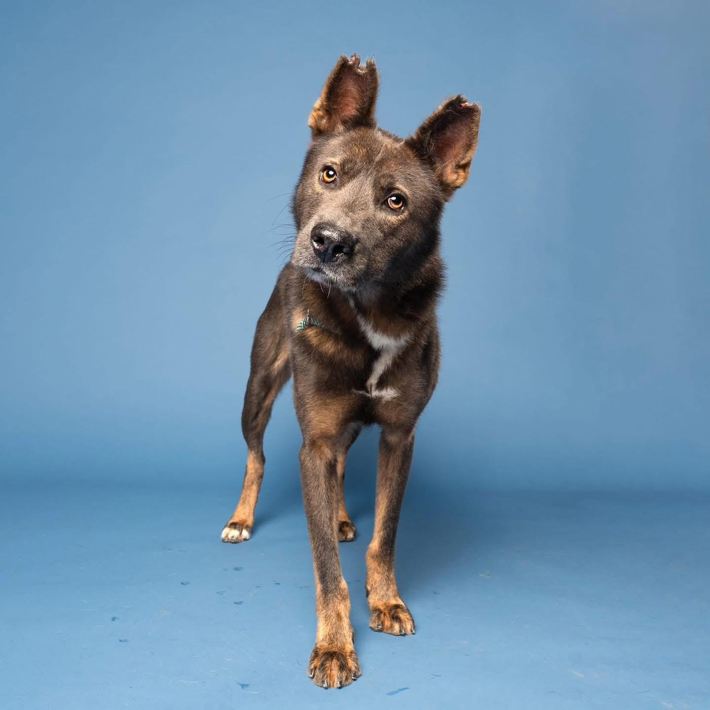 Handsome, Adoptable, Young Male Mixed Breed & German Shepherd Dog.