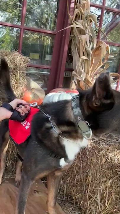 Enlarge Handsome, a Adoptable mixed breed in atlanta, GA video 2/6