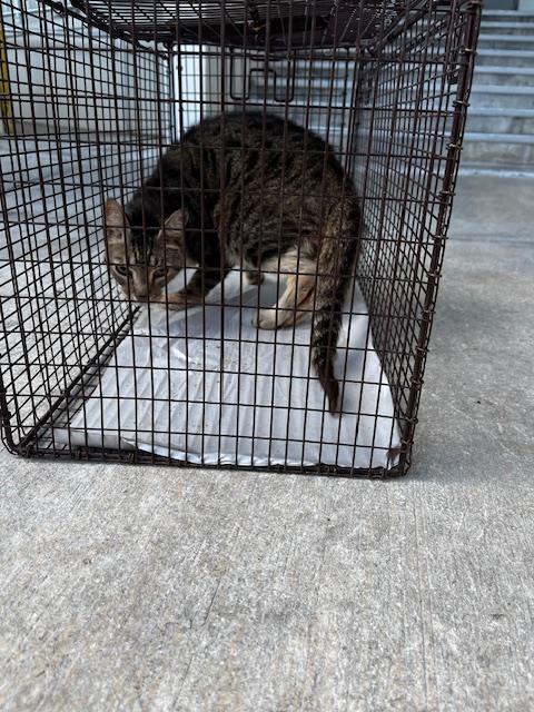 TOBY, Adoptable, Young Male Domestic Short Hair.