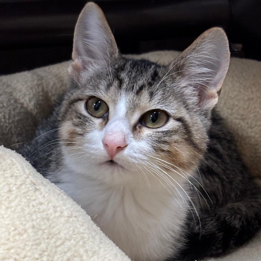 Nikki, Adoptable, Kitten Male Domestic Short Hair.